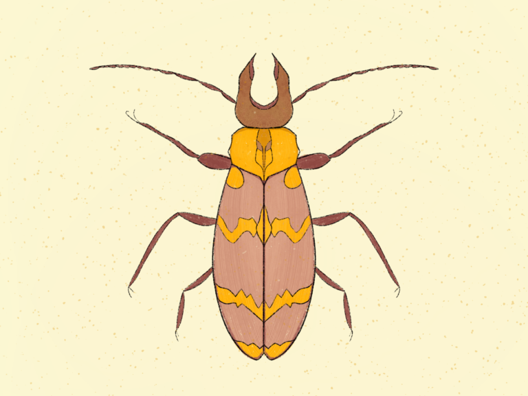 Day 44: Colorful Insect