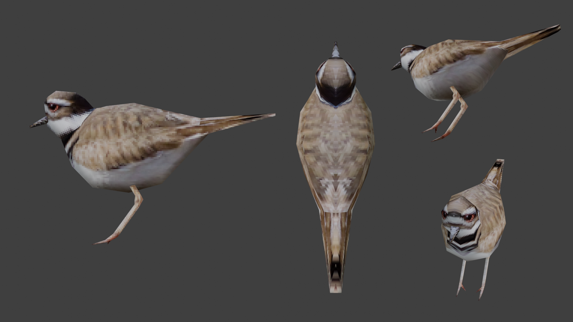 Day 81: Killdeer Bird