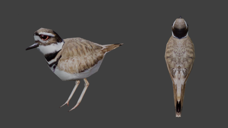 Day 83: Killdeer Bird Texture Painted